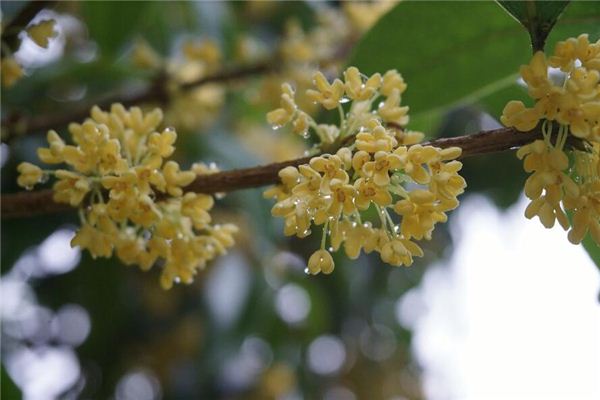 夢見桂花 月桂花